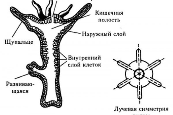 Кракен сайт как выглядит